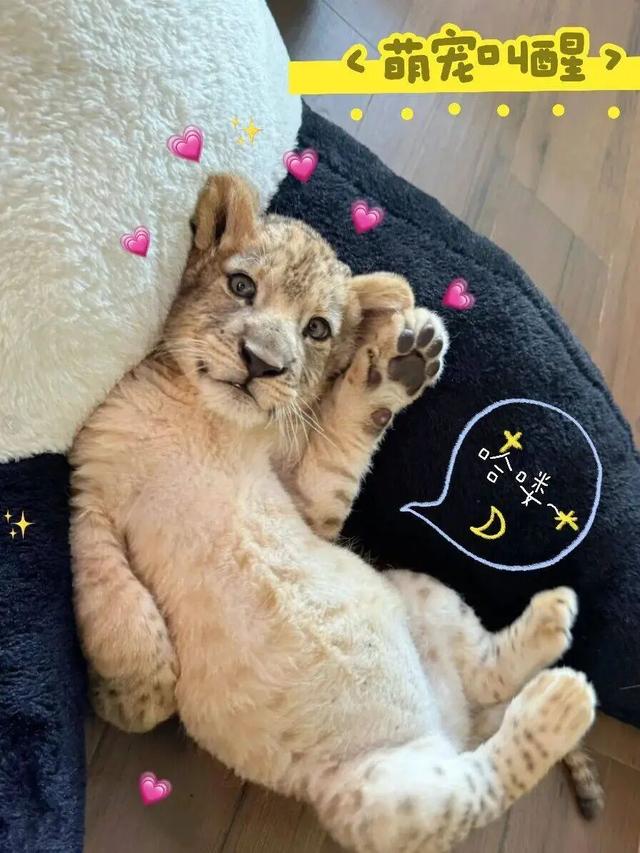 江苏一酒店提供小狮子“零距离”叫醒服务引热议！酒店回应：已暂停该业务