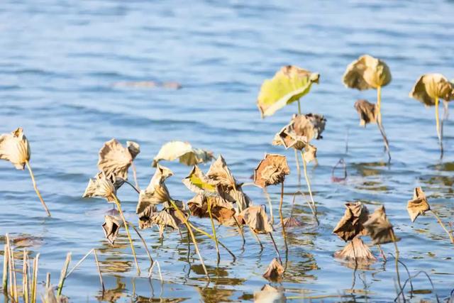 在未央 见一面这叶落启冬的浪漫