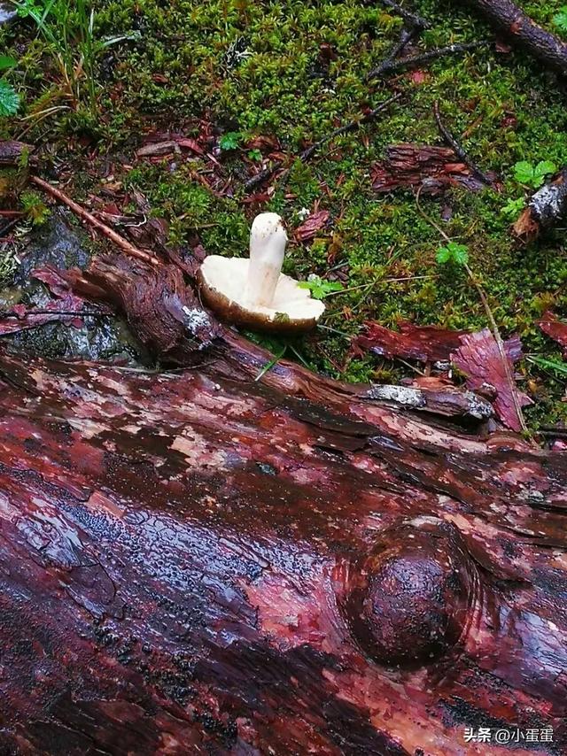 世界上只有云南才有的10大奇景