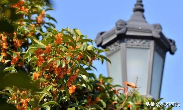 房子前面为什么不能种桂花树？房子前面有桂花树的，要了解一下！