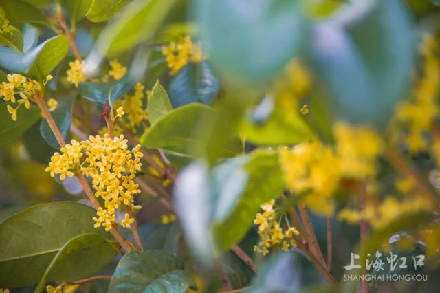满城甜香，速赏桂花！莫要错过这迟来的秋日芬芳
