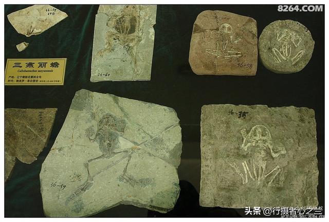 山东行游影记（36）—平邑天宇自然博物馆（十一）
