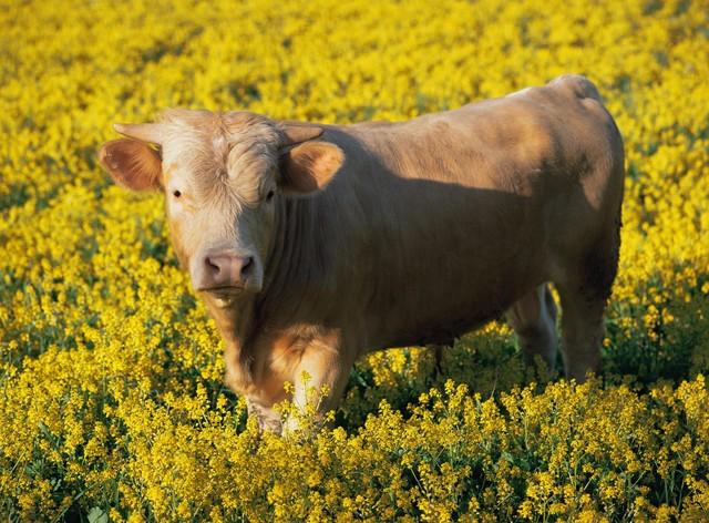 属牛的与属猪的：真的不合吗？