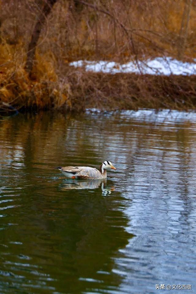 下次有朋友去拉萨，除了布达拉宫，请告诉他一定要逛逛这里