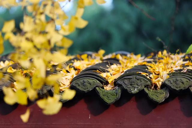 祠堂小雪 | 满地翻黄银杏叶