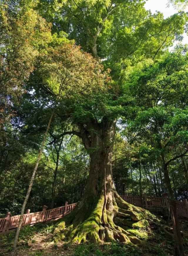 用言情小说的方式打开雅安原来这么浪漫🩷