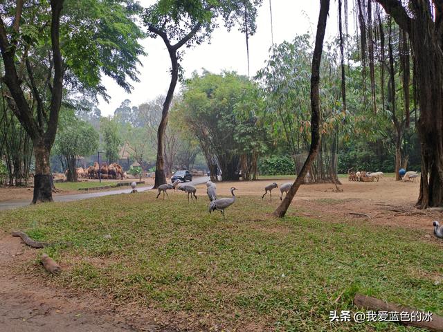 参观广州长隆野生动物园，全程感觉眼累手累腿不累