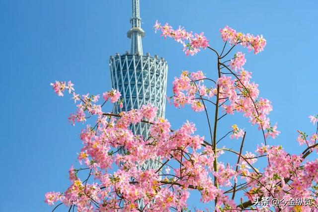 12月旅行去哪？这四季同框攻略，让你玩转冰雪、赏秋、寻花、避寒