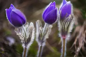岁月的见证者：白头翁的传奇故事与药用价值图片