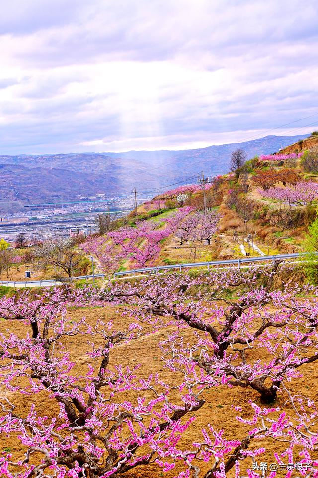 醉美桃花源启幕 秦安共赴春日盛宴