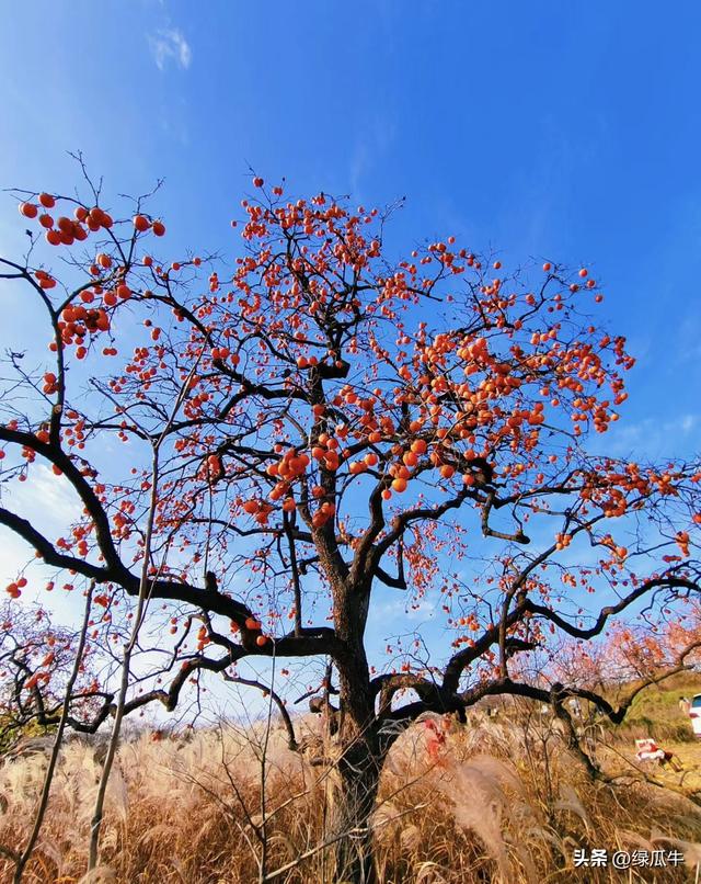 有人说，不就是个彬州烂怂柿子，有啥好拍！