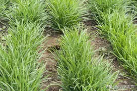 家庭种植韭菜，要知道这些种植和管理窍门，才能年年长得粗壮茂盛图片