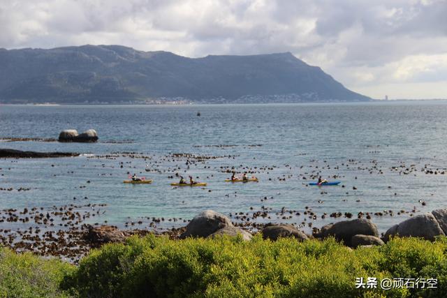 南部非洲：南非开普敦企鹅岛