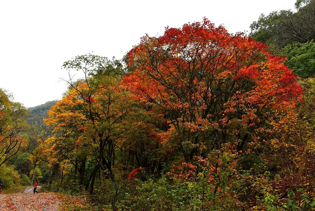 警告！深秋的徽县，千万别出门！因为……