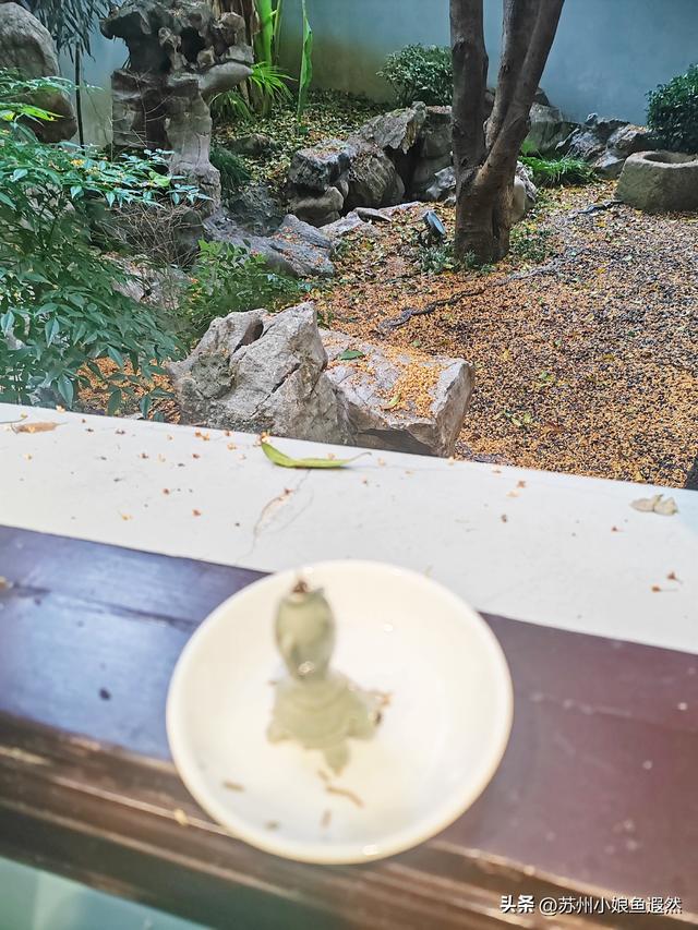 别挤上海！苏州民国洋楼章园，承包你读书、吃面、咖与茶一条龙