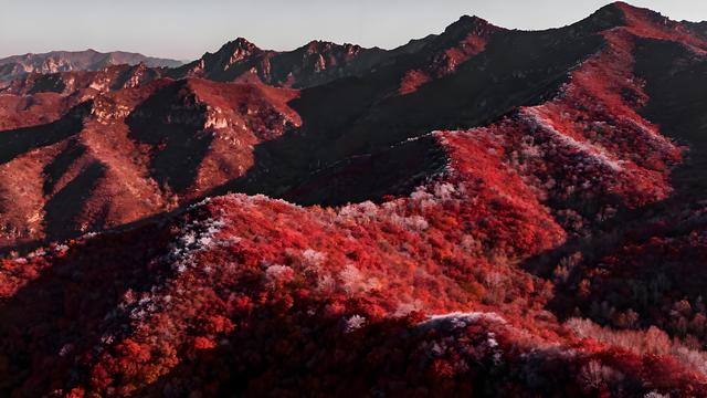 雁字裁云处，青城染就北疆最瑰丽的秋色长卷