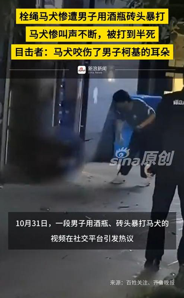 拴绳马犬遭柯基主人用酒瓶、砖头暴打，“持续约20分钟”，正在医院抢救；警方介入：已传唤涉事男子调查