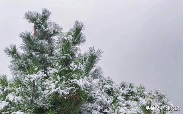 美到犯规！白石山迎来今冬第一场雪