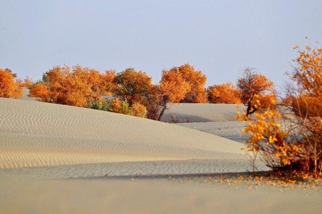 出片率100%！赴一场沙漠胡杨的金色之约