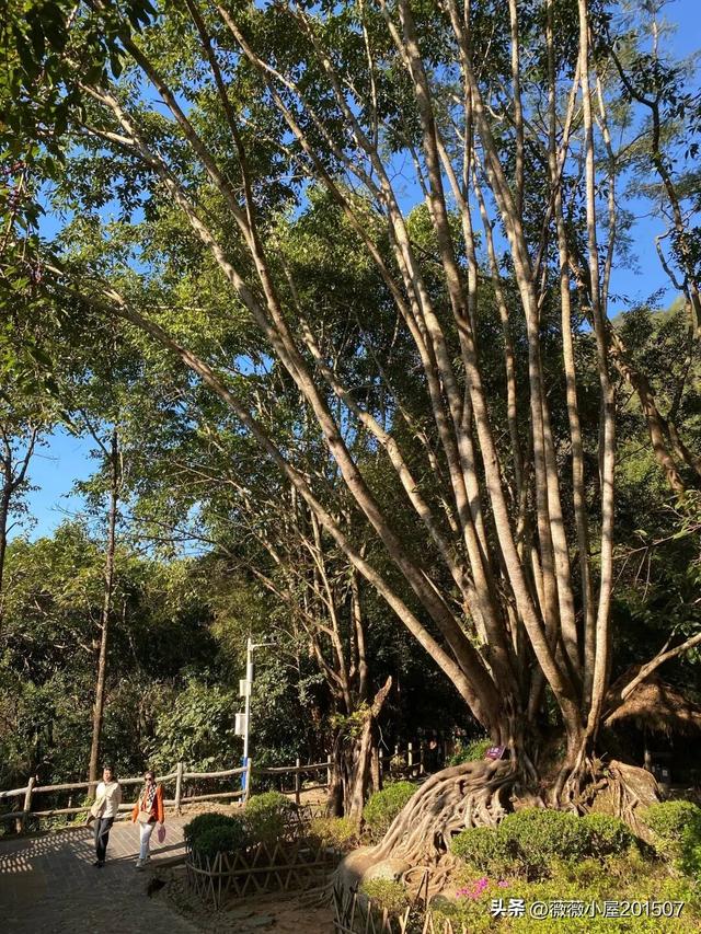 腾冲秘境：火山沉寂，绽放的地质与自然之美