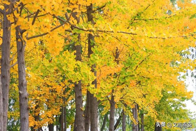 解锁「美拉德」色系！东平的秋天是懂氛围感的，朋友圈晒这些图绝对赢麻！