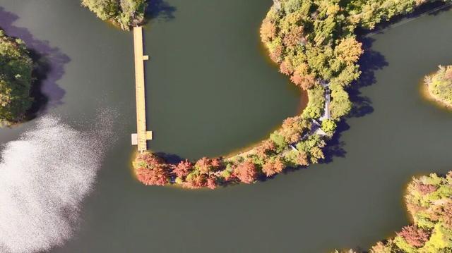 如画上犹，“枫”景独好！
