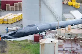 蓝鲸体内居然发现3.5%长须鲸基因？同伴太少，蓝鲸无奈跨种繁殖图片