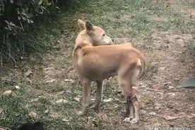 流浪狗妈妈被人绑住后腿，又饿成了皮包骨，见人就躲进灌木丛里！图片