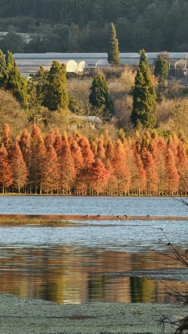 昆明三家村水库｜抓住水杉最后一抹红