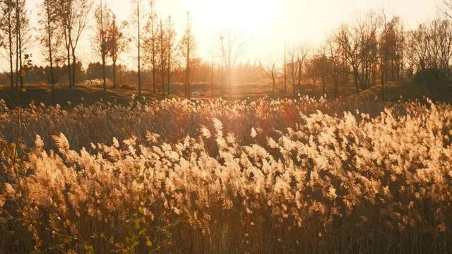 芦花飞雪！比人高+多机位！青岛氛围感芦苇荡初冬打卡地