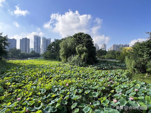 成都高端公园，被严重低估，人称“小三亚”，地铁公交车直达！