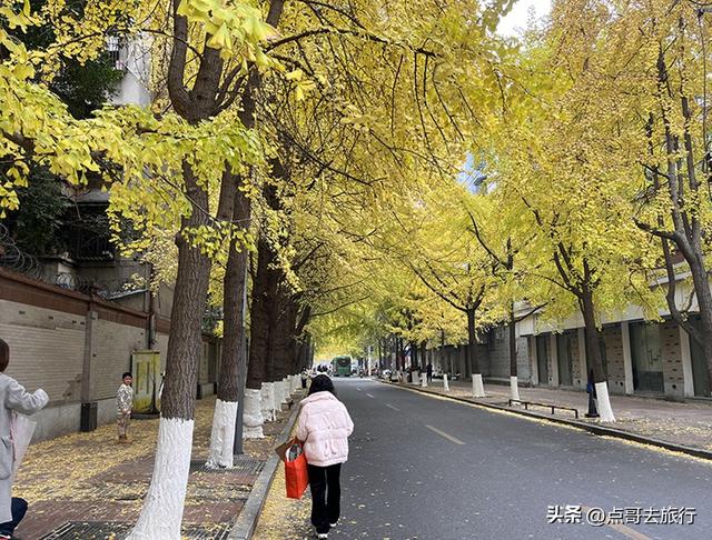 成都市中心最美银杏观赏地，这6处你去过吗？都不要门票！