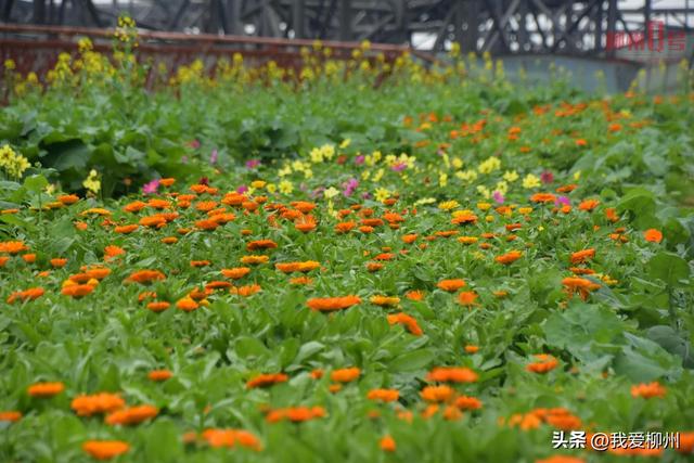 “玉”见春天，“桃”醉其中！柳州园博园花事正当时→