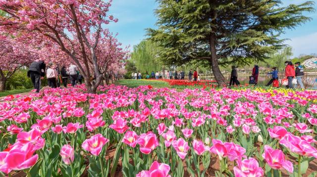春风有信，花开有期！石家庄公园广场春季赏花指南来了