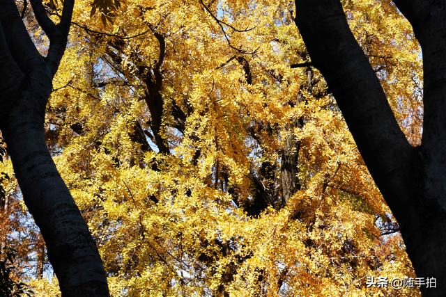 又是一年银杏璀璨时,上海闵行一棵300余年古银杏树进入醉美时刻