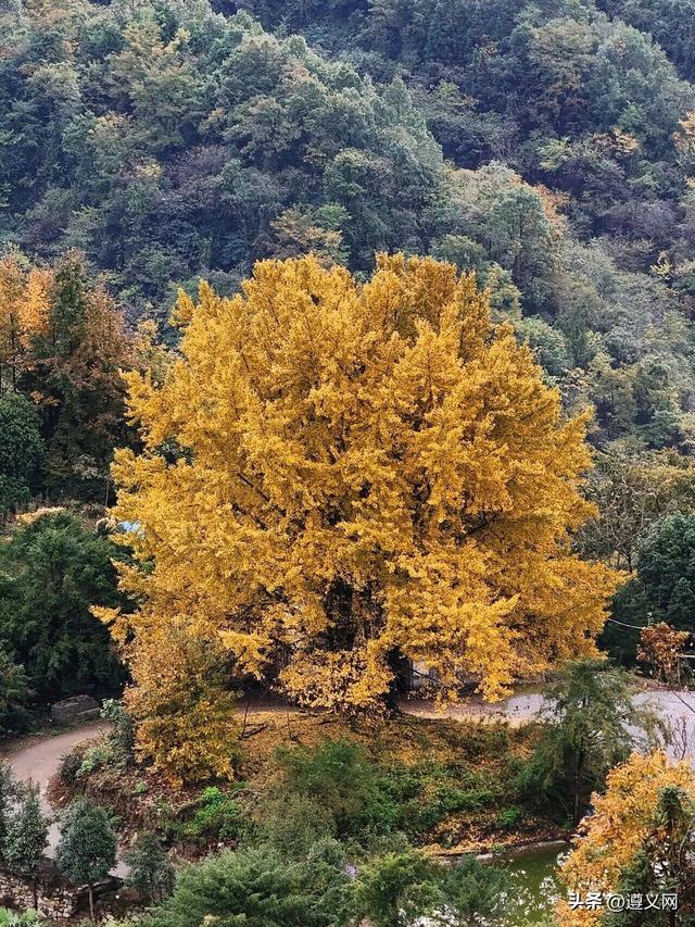 被初冬的遵义美到了