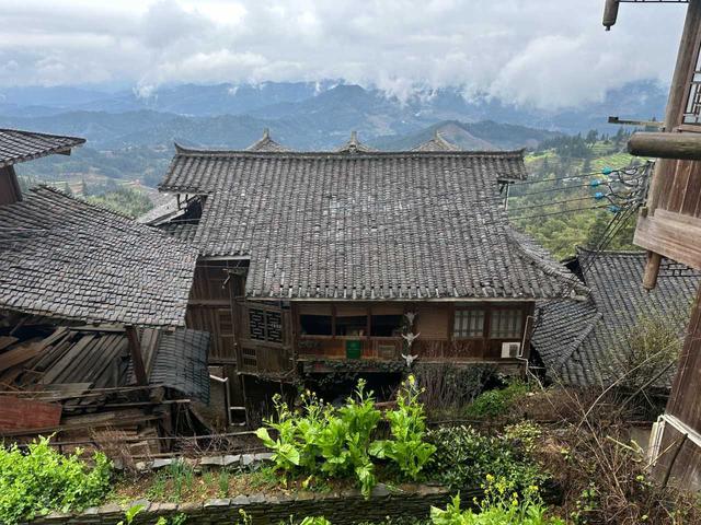 到贵州岜沙苗寨去看油菜花