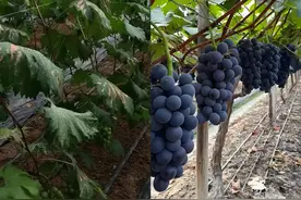 葡萄被蓟马“盯上”就废了？老果农3个“杀手锏”，果子又大又甜图片