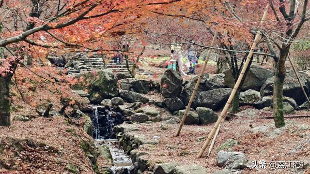 蓝山谷记：与十万株红枫的相遇