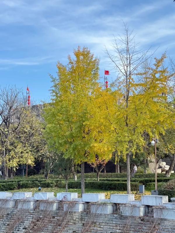 西安环城公园暖意浓 大白鹭翩跹成冬日“新景”