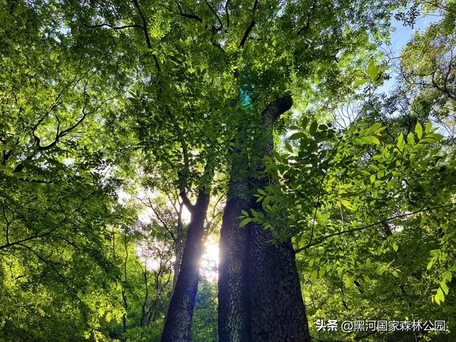 立减10℃!绿色天然避暑胜地,就在黑河国家森林公园→