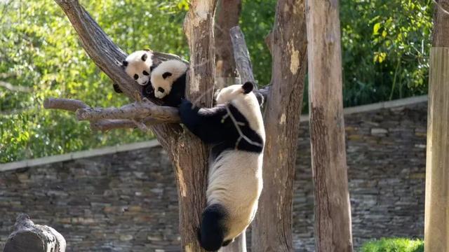 春秋假福利！卧龙中华大熊猫苑18岁以下青少年免票游