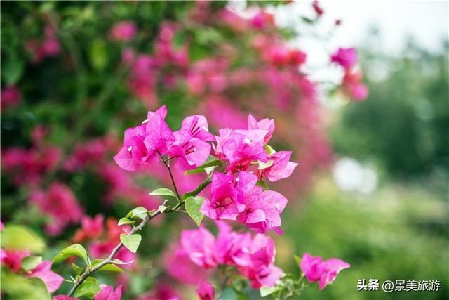 国庆假期，佛山卡玛缤纷花世界举办金秋花会，共赴风花秋月之约