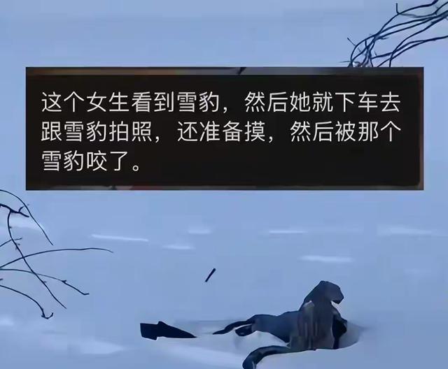 雪豹咬伤后续！女游客很漂亮，已经毁容，知情人曝内幕，被咬不冤