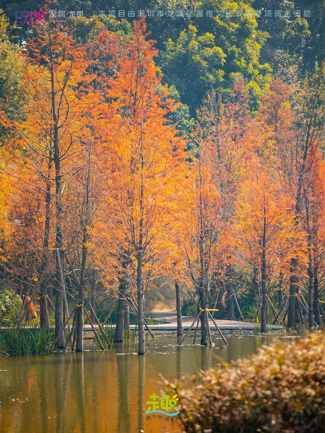 太出片啦！龙岗最浪漫的「美拉德季」即将到来！