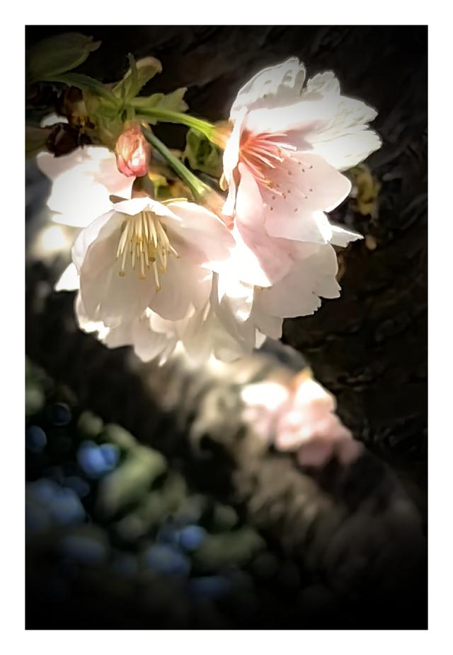 【夏云】早春三月，樱你而美——静安雕塑公园赏花记