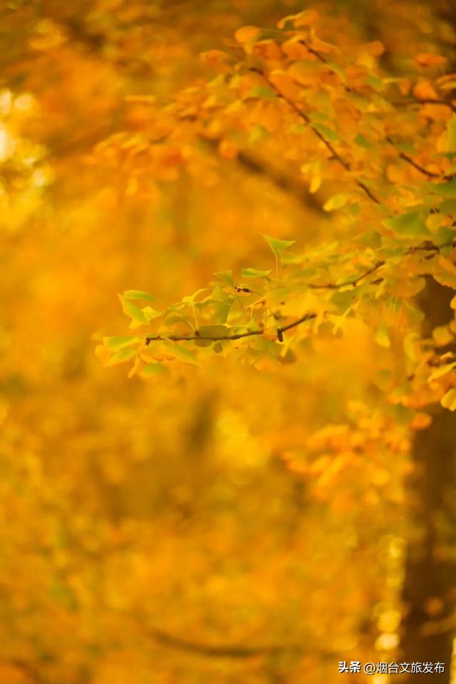 【乐游烟台】美疯了！烟台银杏即将进入最佳观赏期