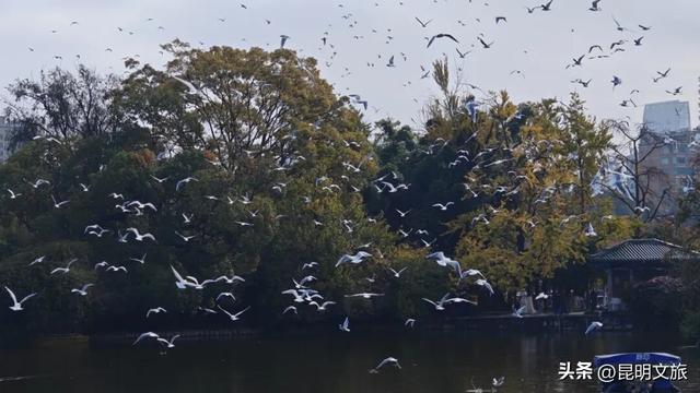 不止大坝！昆明观鸥最全热门+小众点位收录＊附核心区交通指南