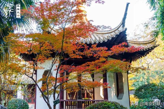 人在南京，红叶正盛，等你来～