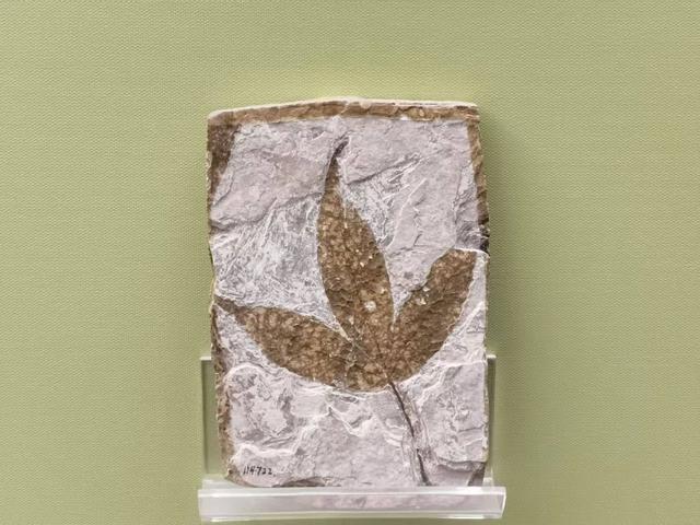 探索国家自然博物馆